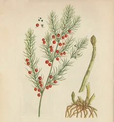 Asperges