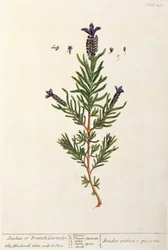 Lavande française, planche 241 de 