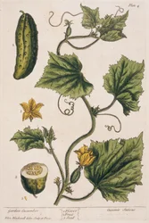 Concombre de jardin, planche 4 de 
