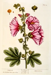 Rose trémière, planche 54 de 