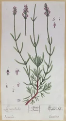 Lavande, planche tirée de 
