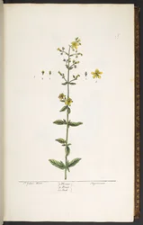 Planche 15, Millepertuis, de 