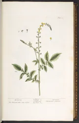 Planche 21, Aigremoine, de 