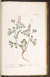 Planche 237, Fumeterre, de 