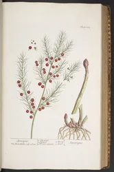 Planche 332, Sparagus, de 