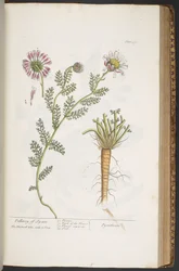 Planche 390, Pellitory of Spain, de 