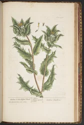 Planche 476, Carduus, ou le Chardon Béni, de 