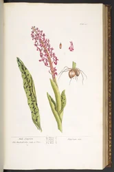 Planche 53, Satyrion mâle, de 