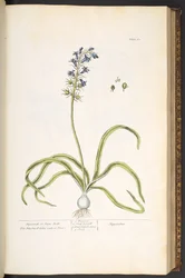 Planche 61, Jacinthe ou Campanules, de 