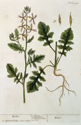 Roquette, planche 242 de 
