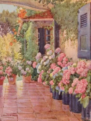 Hydrangeas on the Stoep, Paradise, Claremont (lithographie couleur)