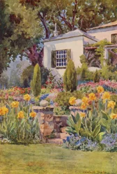Cannas jaunes aux marches, Bishopscourt, près du Cap (lithographie couleur)