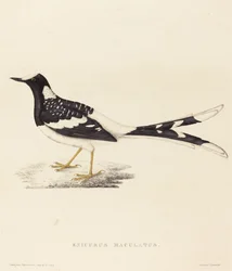 Enicurus Maculatus (Forktail tacheté)