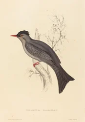 Hypsipetes Psaroides (bulbul noir)