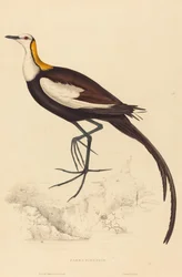 Parra Sinensis (Jacana à longue queue)