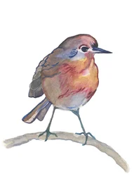 Robin, 2017 (aquarelle)