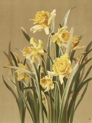 Jonquilles