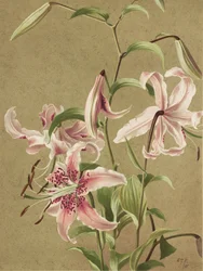 « Japan Lily » d
