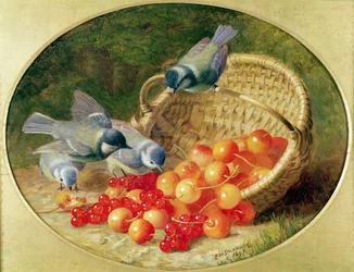 Mésanges picorant des cerises, 1897