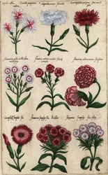 Différentes variétés d