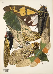 Planche 2 de Insectes, pub. années 1930