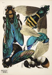 Planche 5 de Insectes, pub. années 1930