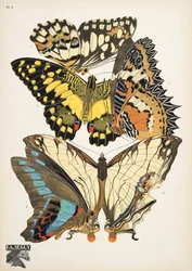 Planche 9, de Papillons, pub. 1925