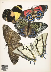 Planche 12 de Papillons, pub. 1925