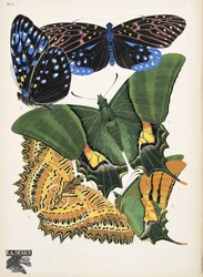 Planche 6 de Papillons, pub. 1925