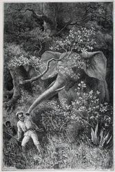 Livingstone surpris par un éléphant, dans "Le Tour du Monde"