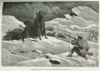 Scène de chasse au yak sauvage, dessin par Emile Bayard pour illustrer le voyage en Mongolie et au pays des Tangoutes de 1870 à 1873, par le lieutenant-colonel Prjewalski. Gravure dans Le Tour du monde