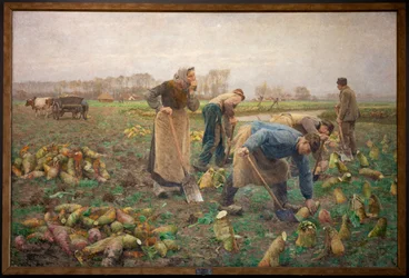 Récolte des betteraves