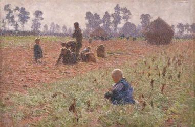 La cueillette du maïs