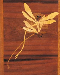 Libellules, détail d