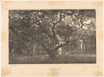 Forêt à Bergen