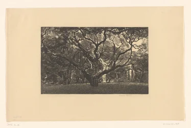 Vieil arbre