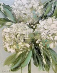 Hortensias blancs frais