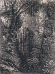 Vue de la gorge au-dessus d