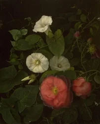 Roses et ipomée