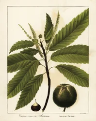 Châtaignier américain, Castanea dentata