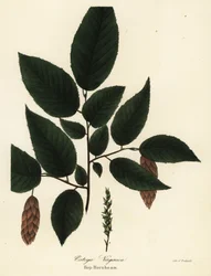 Charme-houblon américain, Ostrya virginiana