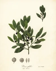 Thé des Appalaches, Ilex glabra