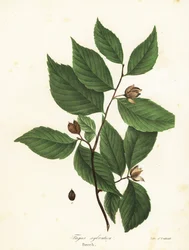 Hêtre, Fagus sylvatica