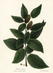 Bouleau noir ou bouleau cerisier, Betula lenta