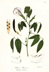 Pois papillon, ailes de pigeon de l