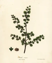 Bouleau nain, Betula nana