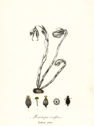 Plante fantôme, pipe indienne ou plante cadavre, Monotropa uniflora