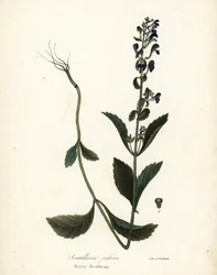 Scutellaria elliptica