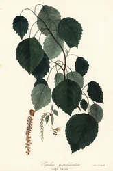 Grand tremble, peuplier à grandes dents, peuplier blanc, Populus grandidentata