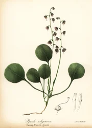 Pyrole à feuilles d